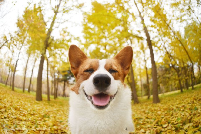 点击大图看下一张：秋季里超可爱的柯基狗狗