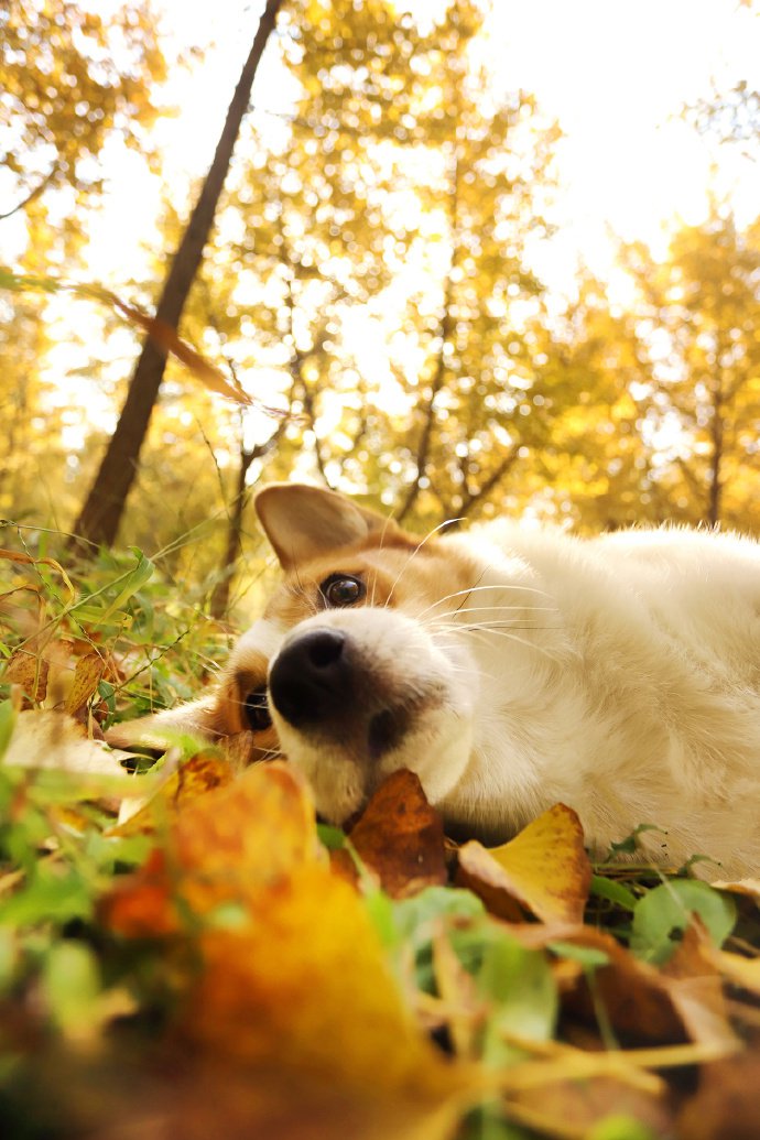 点击大图看下一张：秋季里超可爱的柯基狗狗