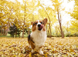 秋季里超可爱的柯基狗狗