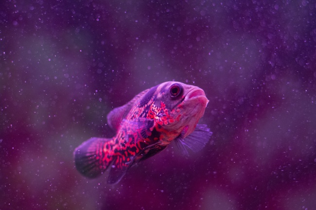 点击大图看下一张：水族馆里漂亮的鱼儿摄影图片