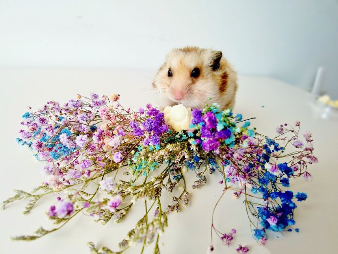 点击大图看下一张：和花花一起合拍的仓鼠图片