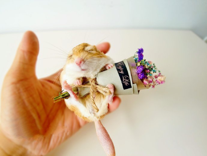 点击大图看下一张：和花花一起合拍的仓鼠图片