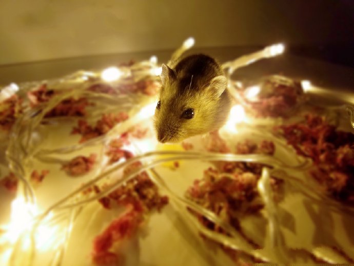 点击大图看下一张：夜景下唯美的仓鼠图片