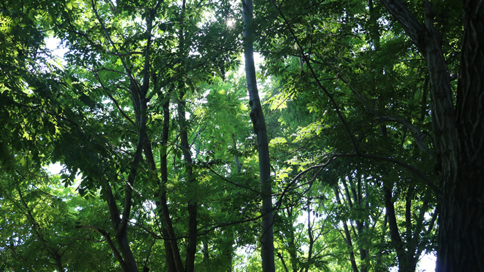 点击大图看下一张：静谧森林树木花草植物壁纸图片