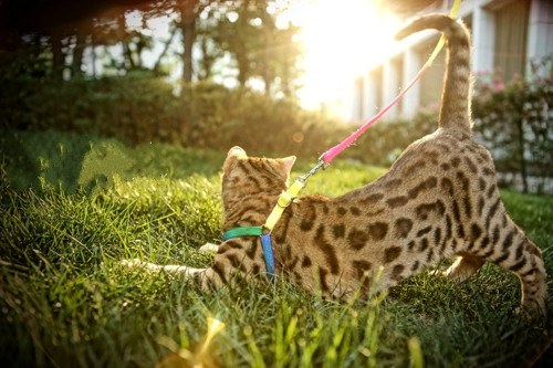 点击大图看下一张：草地上玩耍的豹猫图片