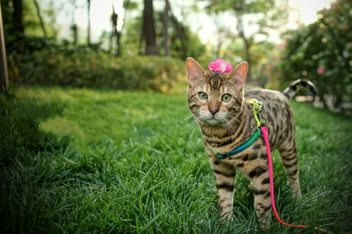 点击大图看下一张：草地上玩耍的豹猫图片