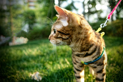 点击大图看下一张：草地上玩耍的豹猫图片