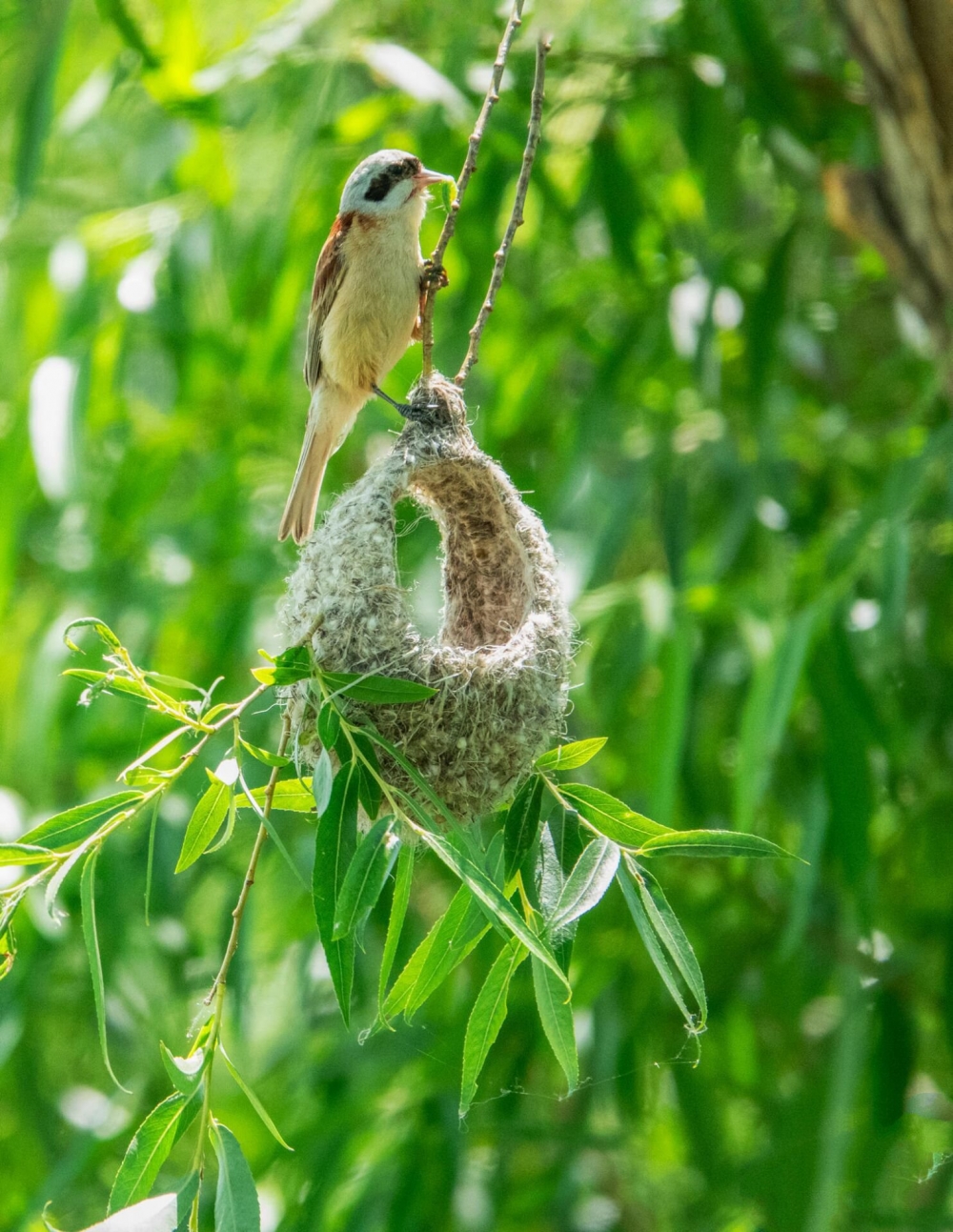 点击大图看下一张：忙着筑巢的中华攀雀图片