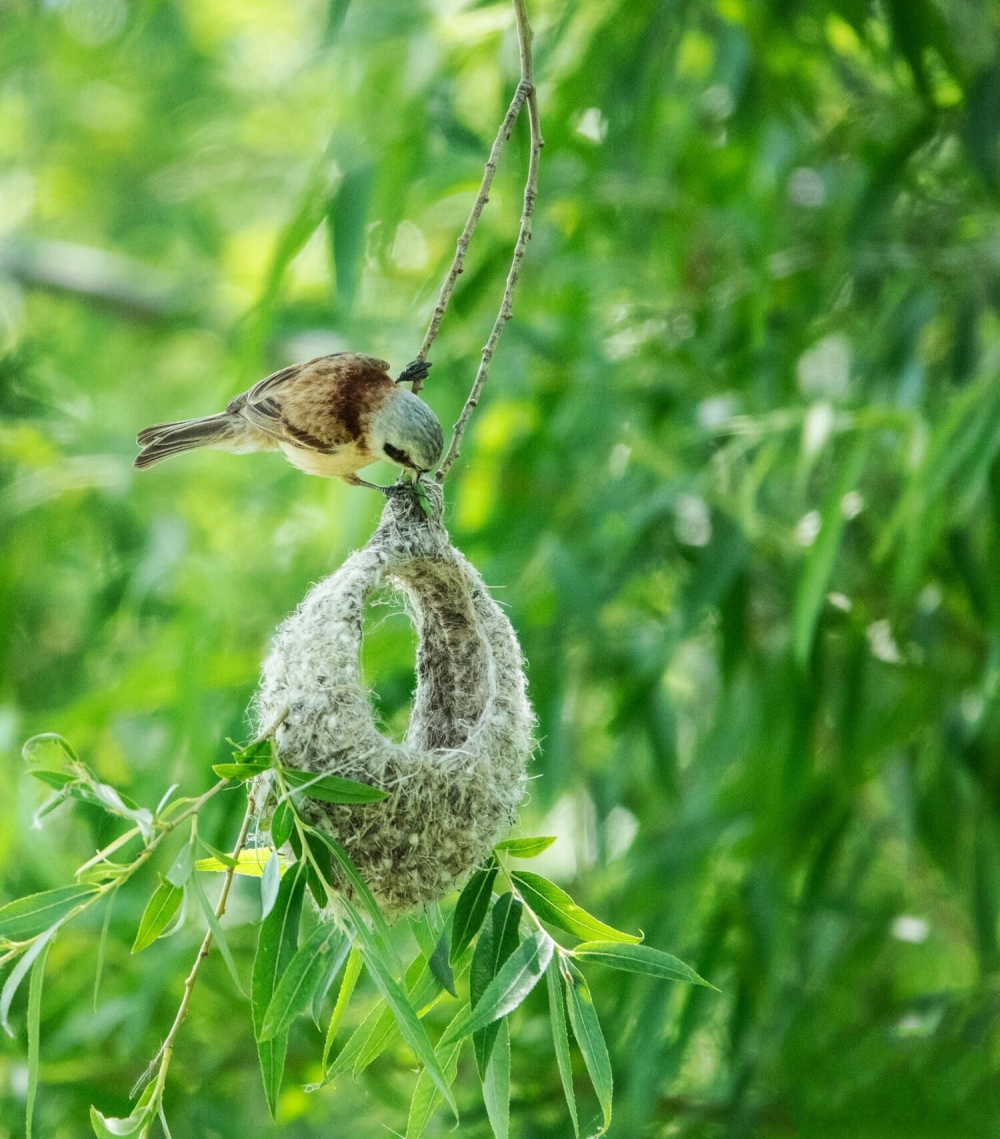 点击大图看下一张：忙着筑巢的中华攀雀图片