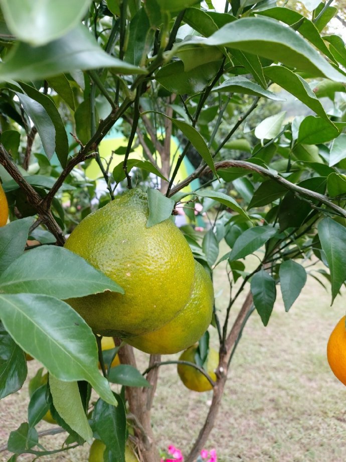点击大图看下一张：挂满枝头果实累累的橘子图片