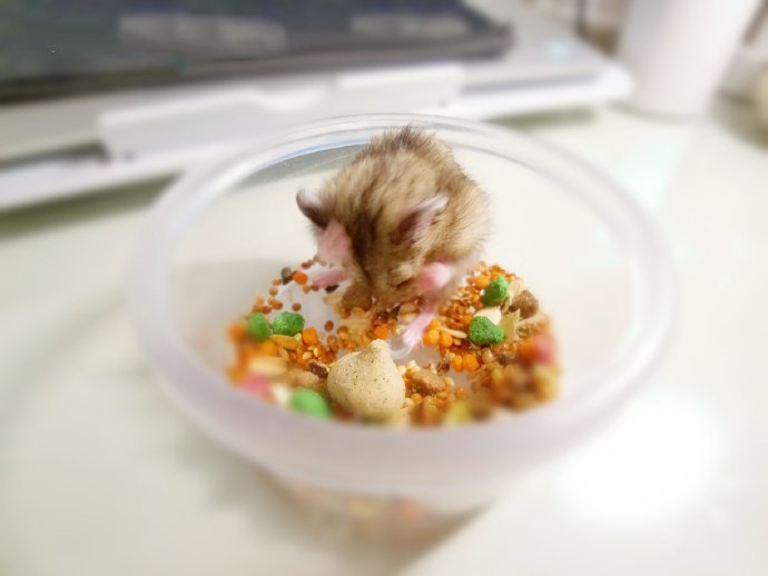 点击大图看下一张：快到碗里来的小仓鼠图片