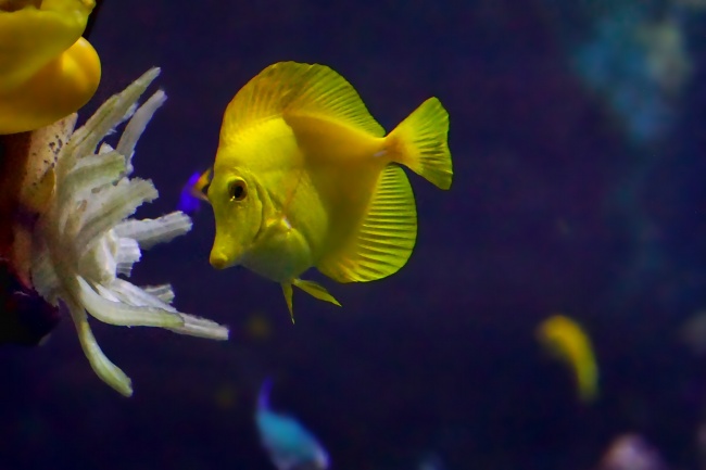 点击大图看下一张：一组黄色的小鱼图片