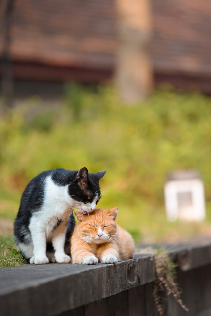 点击大图看下一张：两只甜甜的猫咪图片