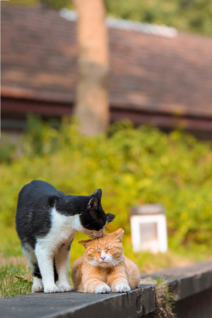 点击大图看下一张：两只甜甜的猫咪图片