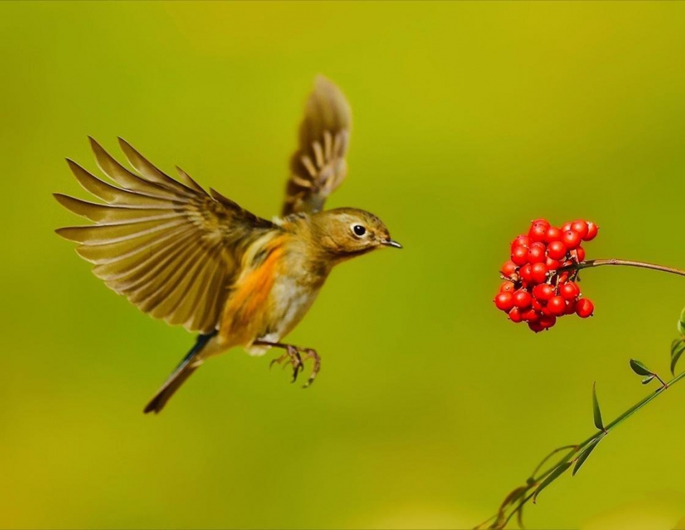 点击大图看下一张：采食野果的小鸟图片