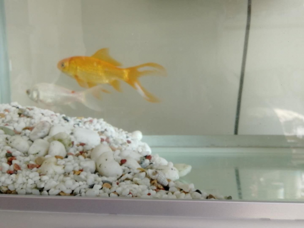 点击大图看下一张：客厅鱼缸里里养的金鱼图片