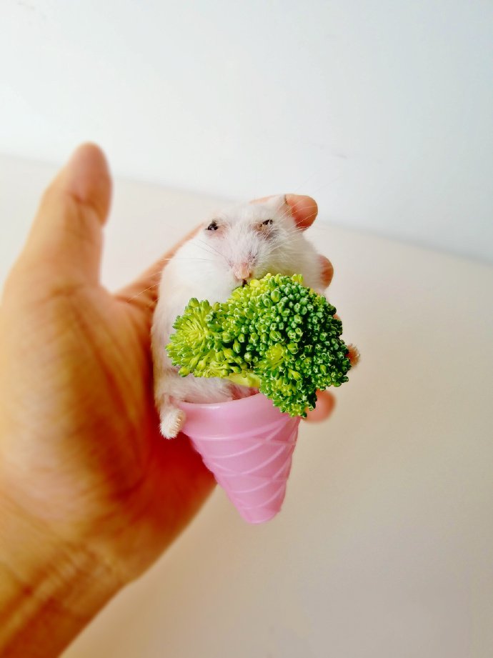 点击大图看下一张：吃西兰花的小仓鼠图片欣赏