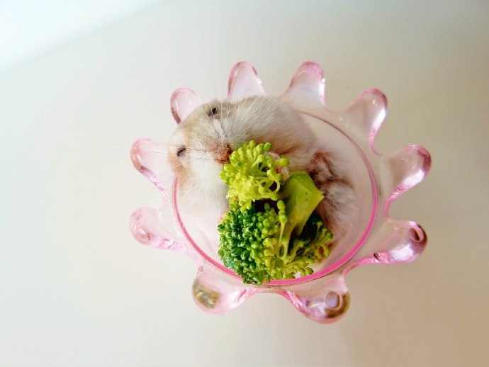 点击大图看下一张：吃西兰花的小仓鼠图片欣赏