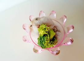 吃西兰花的小仓鼠图片欣赏