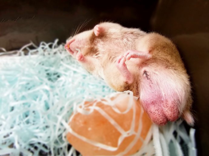 点击大图看下一张：呼呼大睡的小仓鼠图片欣赏