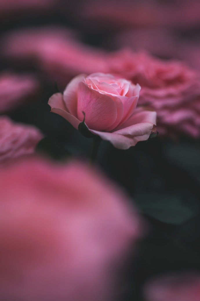 点击大图看下一张：黄昏意境下的蔷薇花图片
