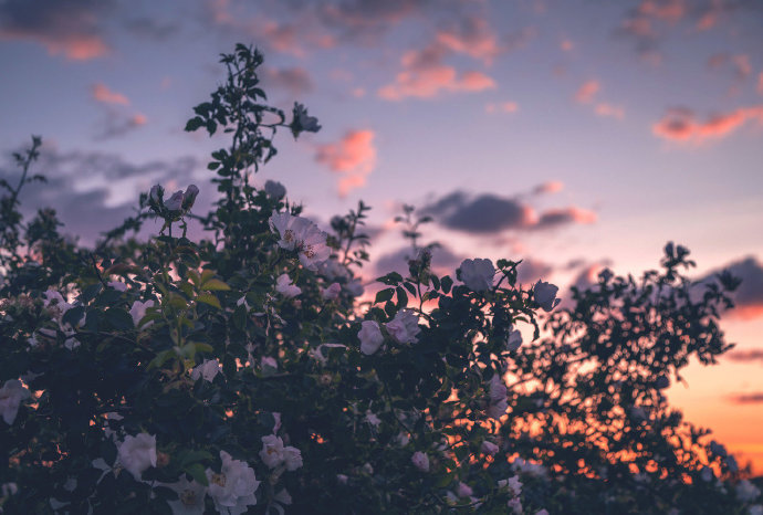点击大图看下一张：黄昏意境下的蔷薇花图片