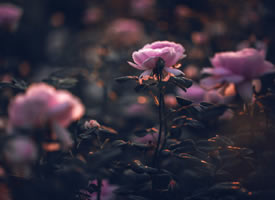 黄昏意境下的蔷薇花图片
