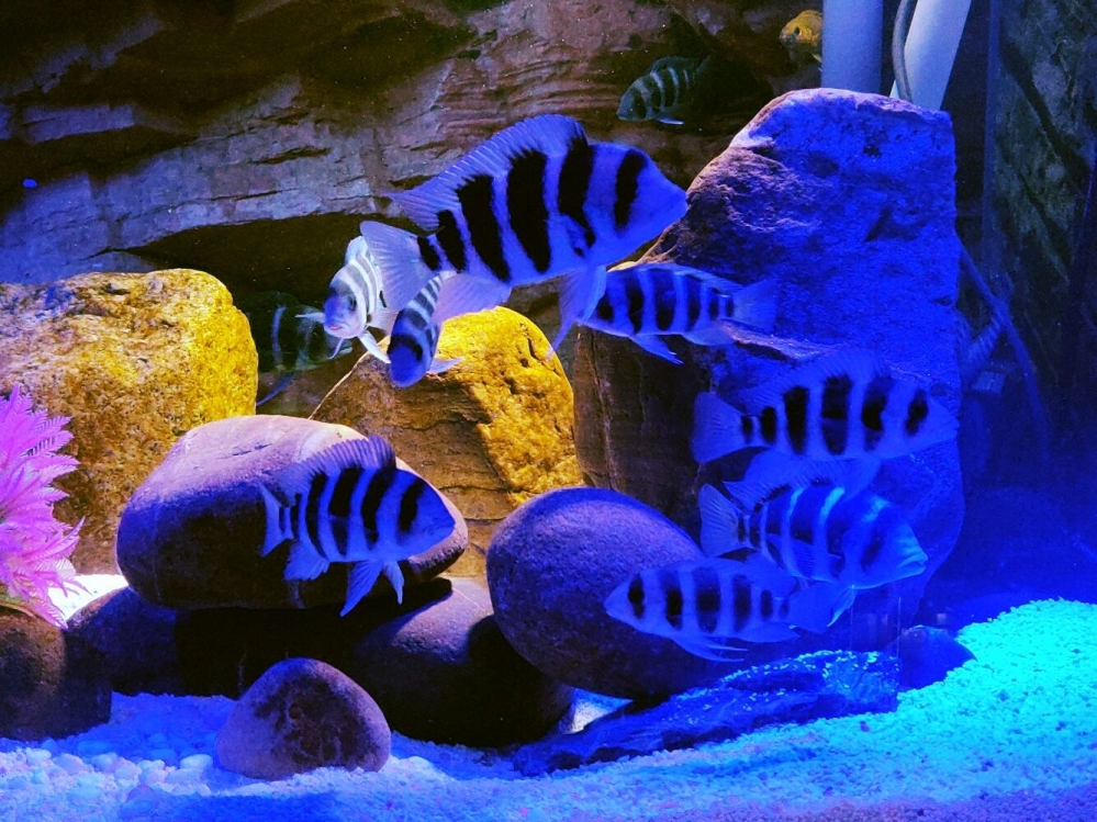 点击大图看下一张：一组美妙的鱼儿高清摄影图片
