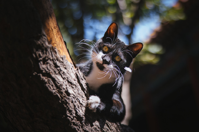 点击大图看下一张：威武霸气的猫咪图片