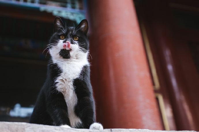 点击大图看下一张：威武霸气的猫咪图片
