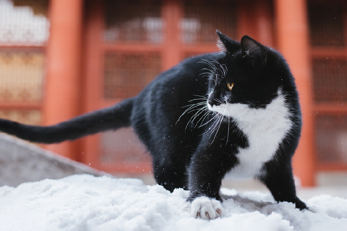 点击大图看下一张：威武霸气的猫咪图片