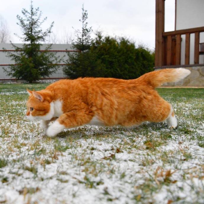 点击大图看下一张：雪地里的神气大橘