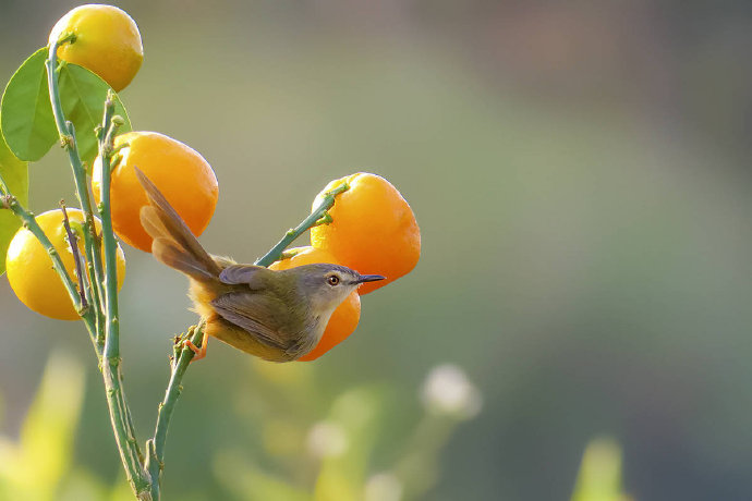 点击大图看下一张：橘子树上的小鸟图片