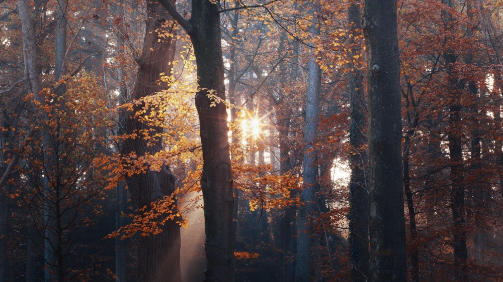 点击大图看下一张：秋日森林清晨光影高清桌面壁纸