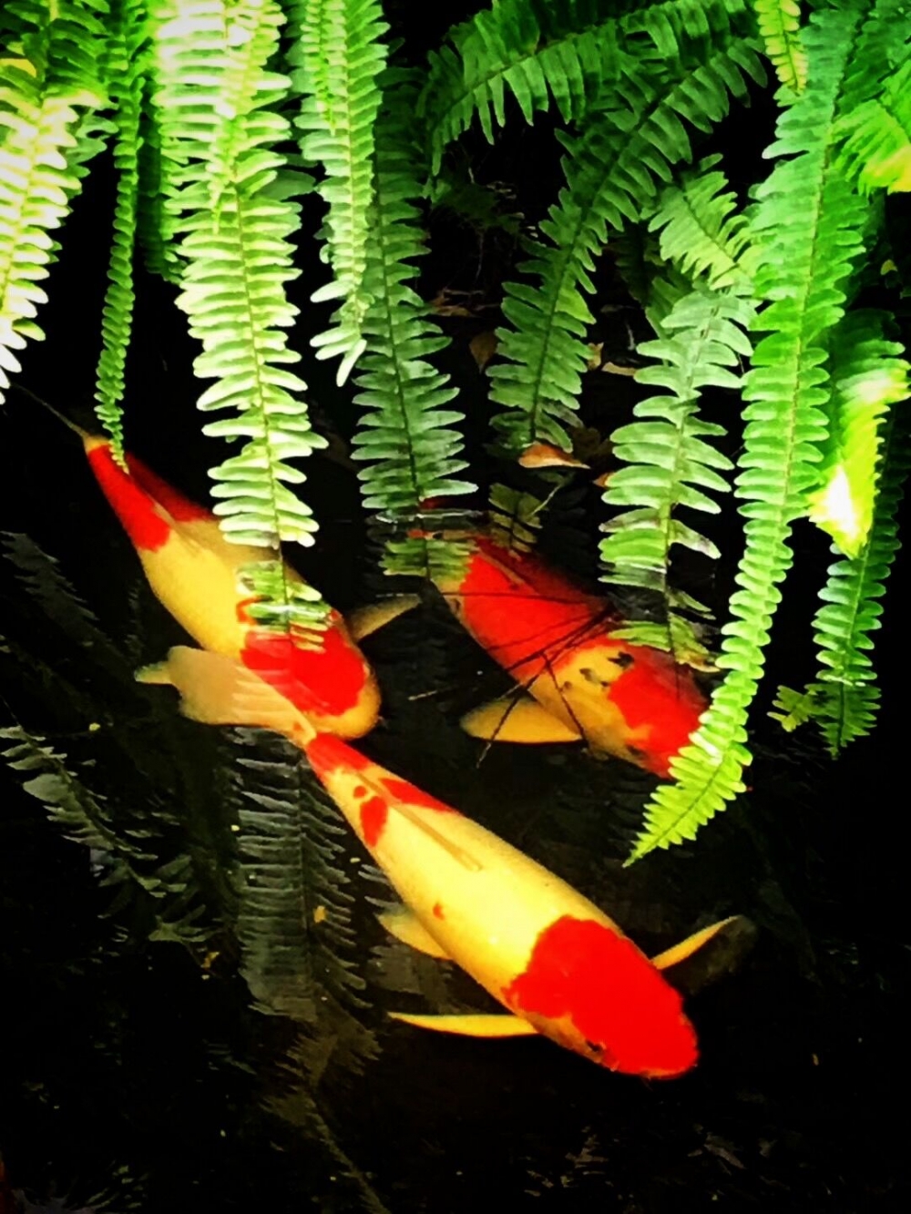 点击大图看下一张：一组漂亮红火的锦鲤图片