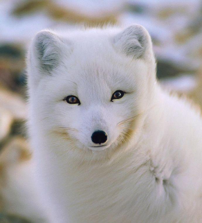 点击大图看下一张：北极狐的毛色会随着季节的变化而改变