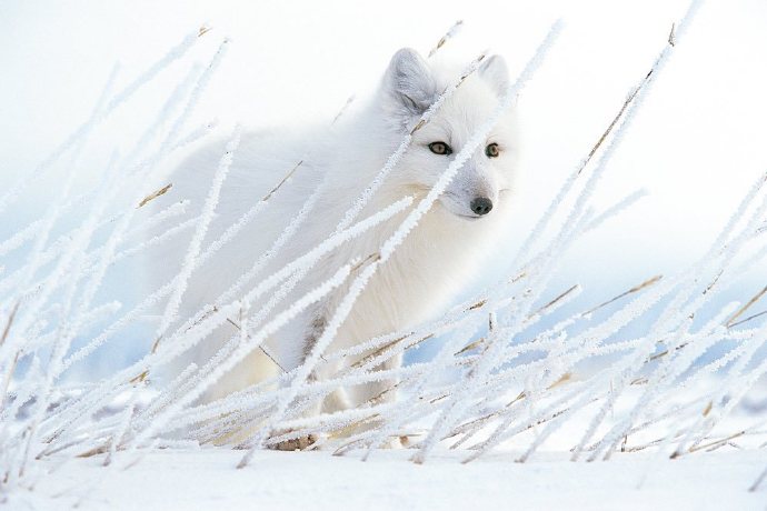 点击大图看下一张：北极狐的毛色会随着季节的变化而改变