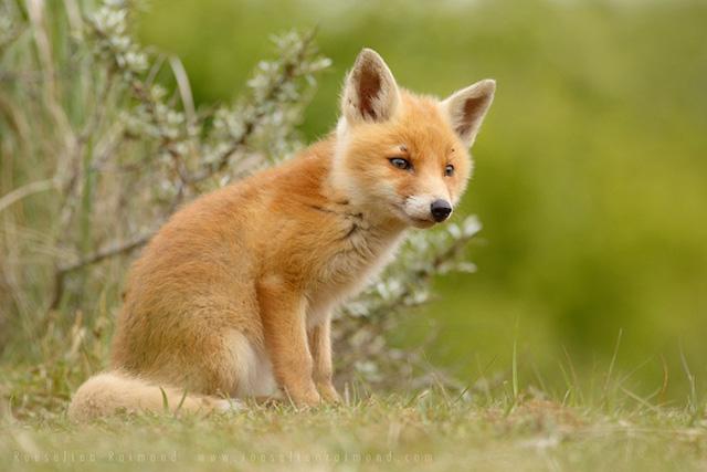 点击大图看下一张：北海道狐狸牧场里的狐狸图片