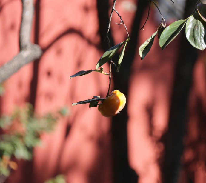 点击大图看下一张：挂在枝头上扁扁的柿子图片