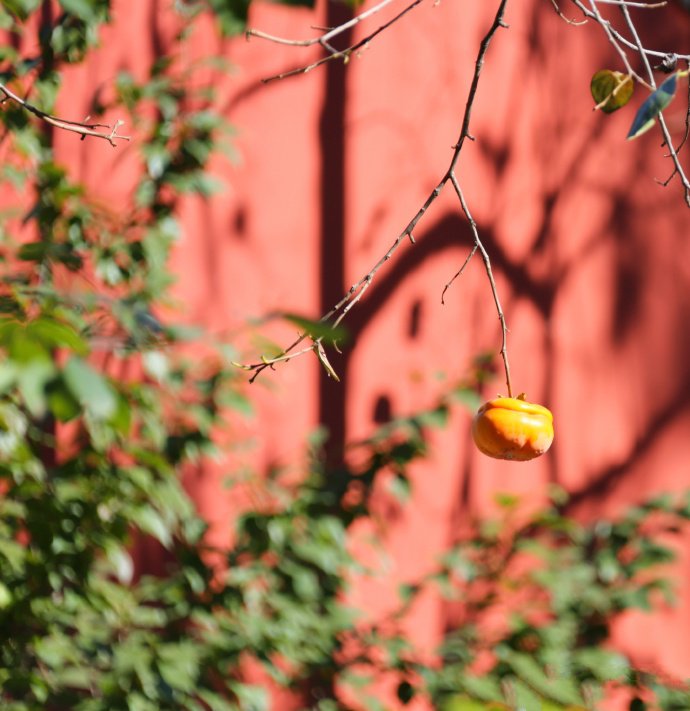 点击大图看下一张：挂在枝头上扁扁的柿子图片