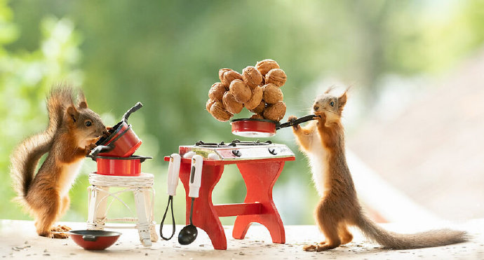 点击大图看下一张：松鼠是好奇心很强的小动物