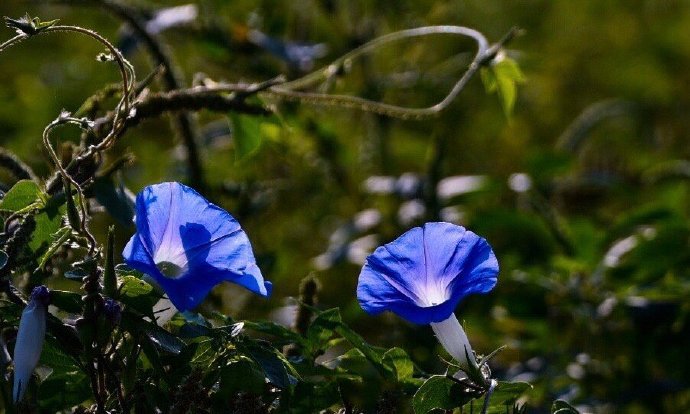 点击大图看下一张：一组漂亮精致的蓝色喇叭花