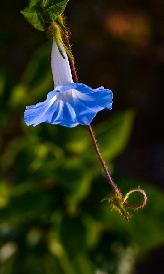 点击大图看下一张：一组漂亮精致的蓝色喇叭花
