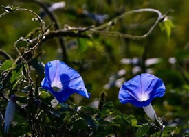 一组漂亮精致的蓝色喇叭花