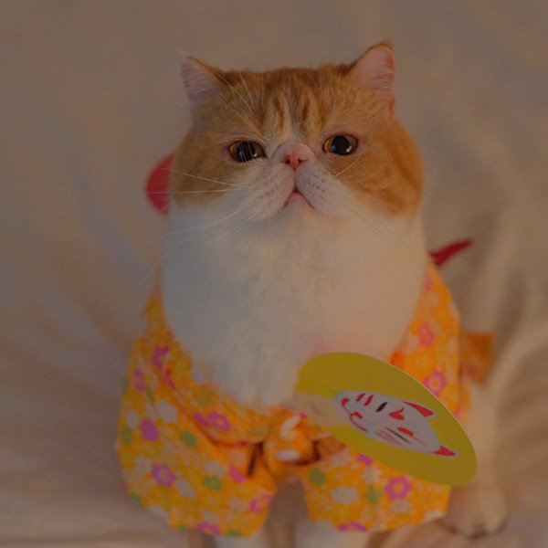 点击大图看下一张：清秀的小橘猫可爱图片