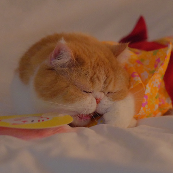 点击大图看下一张：清秀的小橘猫可爱图片
