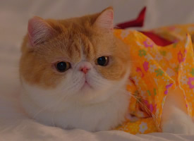 清秀的小橘猫可爱图片