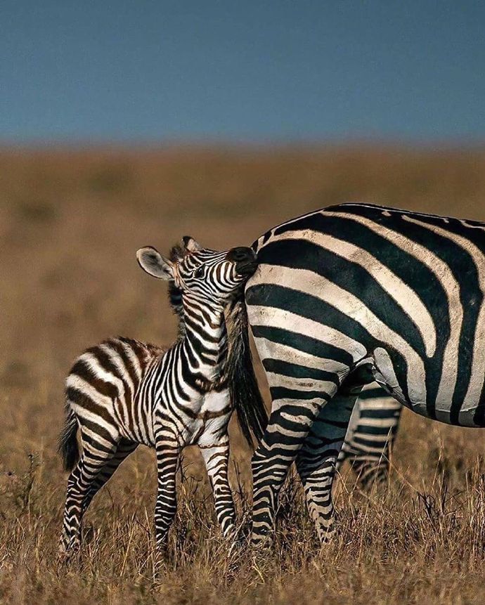 点击大图看下一张：野生动物母亲与幼崽的相处时刻