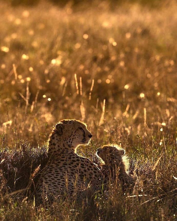 点击大图看下一张：野生动物母亲与幼崽的相处时刻