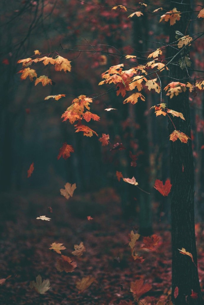 点击大图看下一张：林间秋色，让人心静